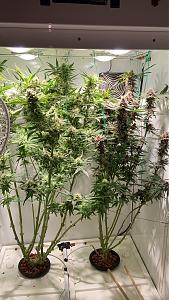 Click image for larger version

Name:	chem purp2.jpg
Views:	676
Size:	751.3 KB
ID:	581899