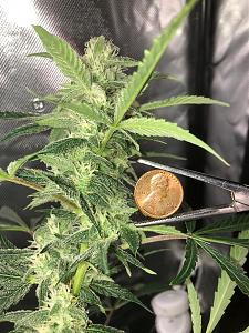 Click image for larger version

Name:	plant4.jpg
Views:	604
Size:	441.6 KB
ID:	582076