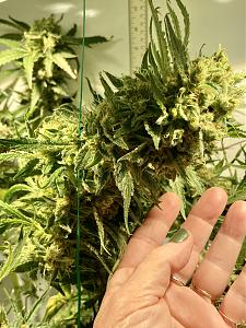 Click image for larger version  Name:	cd big bud.jpg Views:	0 Size:	2.71 MB ID:	601038