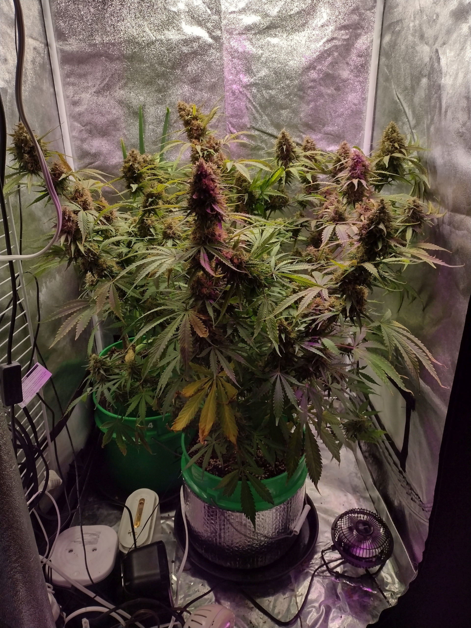 Click image for larger version

Name:	Bubba Kush auto 2 cut day 2.jpg
Views:	584
Size:	1.66 MB
ID:	583812