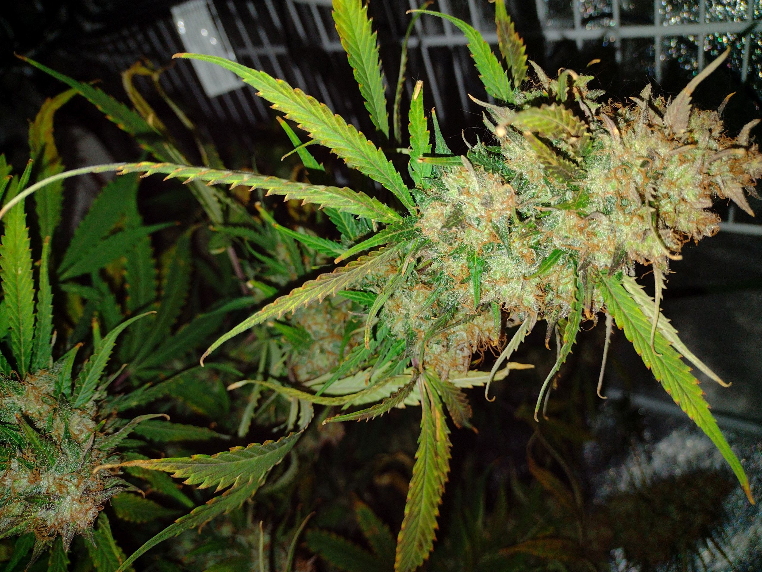 Click image for larger version

Name:	Bubba Kush auto2 14  week 2.jpg
Views:	165
Size:	1.67 MB
ID:	584408