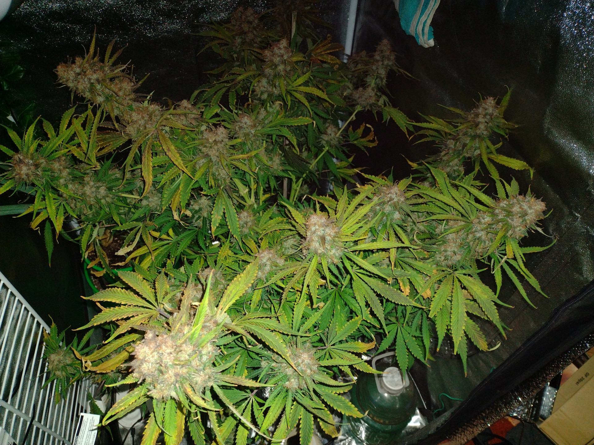 Click image for larger version

Name:	Bubba Kush auto2 14 week.jpg
Views:	138
Size:	1.18 MB
ID:	584409