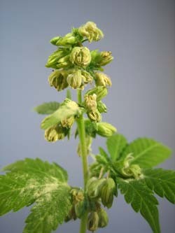 Click image for larger version

Name:	example-male-flowers-pollen-sm.jpg
Views:	193
Size:	16.1 KB
ID:	139886