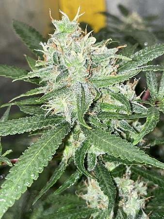 Click image for larger version

Name:	IMG_2009(1).jpg
Views:	283
Size:	2.95 MB
ID:	586720