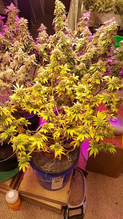 Click image for larger version

Name:	Sickly plant.jpg
Views:	408
Size:	597.5 KB
ID:	348255