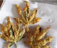 Click image for larger version

Name:	Fried fan leaves.jpg
Views:	273
Size:	14.6 KB
ID:	588014