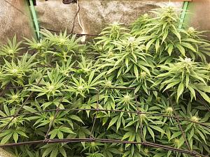 Click image for larger version

Name:	cannibis14.jpg
Views:	324
Size:	273.8 KB
ID:	588507