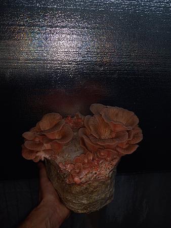 Click image for larger version

Name:	20230214_082019.jpg
Views:	634
Size:	4.90 MB
ID:	588810