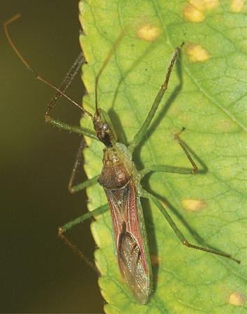 Click image for larger version

Name:	640px-Zelus_renardii_-_ZooKeys-319-093-g001.jpg
Views:	564
Size:	124.8 KB
ID:	589735