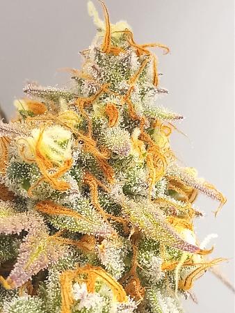 Click image for larger version

Name:	20230301_221203.jpg
Views:	842
Size:	2.45 MB
ID:	590225