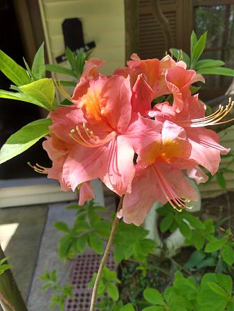 Click image for larger version

Name:	IMG_20230426_124022232_HDR.jpg
Views:	413
Size:	1.92 MB
ID:	594854