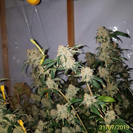 Click image for larger version

Name:	IMG_20190731_002414.jpg
Views:	425
Size:	492.6 KB
ID:	326535