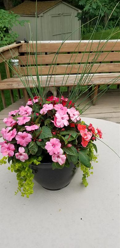 Click image for larger version

Name:	Flowers.jpg
Views:	281
Size:	1.62 MB
ID:	597215