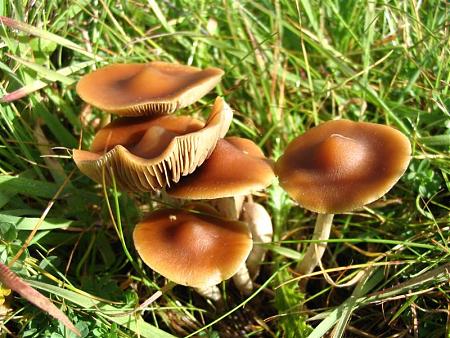 Click image for larger version

Name:	Psilocybe.subaeruginosa.8.jpg
Views:	382
Size:	181.1 KB
ID:	600069