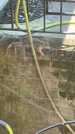 Click image for larger version

Name:	chillin squirrel.jpg
Views:	445
Size:	553.3 KB
ID:	600117
