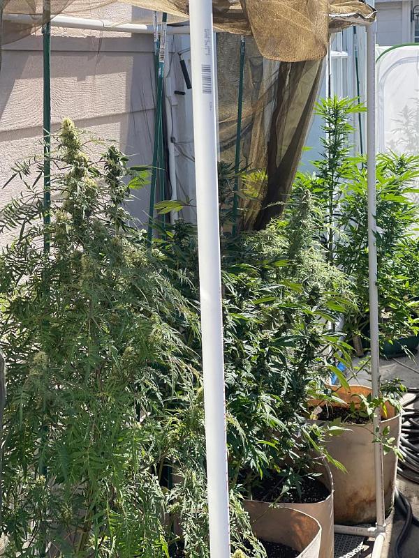 Click image for larger version

Name:	Grow 2023.jpg
Views:	383
Size:	411.4 KB
ID:	602740