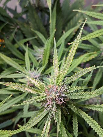 Click image for larger version

Name:	more pistil.jpg
Views:	313
Size:	861.9 KB
ID:	603320