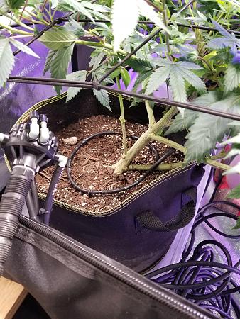 Click image for larger version

Name:	watering ring.jpg
Views:	456
Size:	2.36 MB
ID:	603590