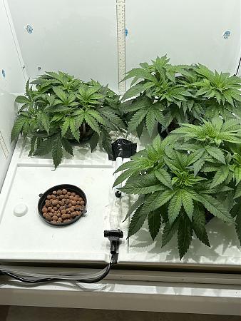 Click image for larger version

Name:	old wk 5 veg.jpg
Views:	517
Size:	2.42 MB
ID:	603961
