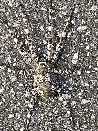 Click image for larger version

Name:	cool spider.jpg
Views:	335
Size:	1.25 MB
ID:	603965