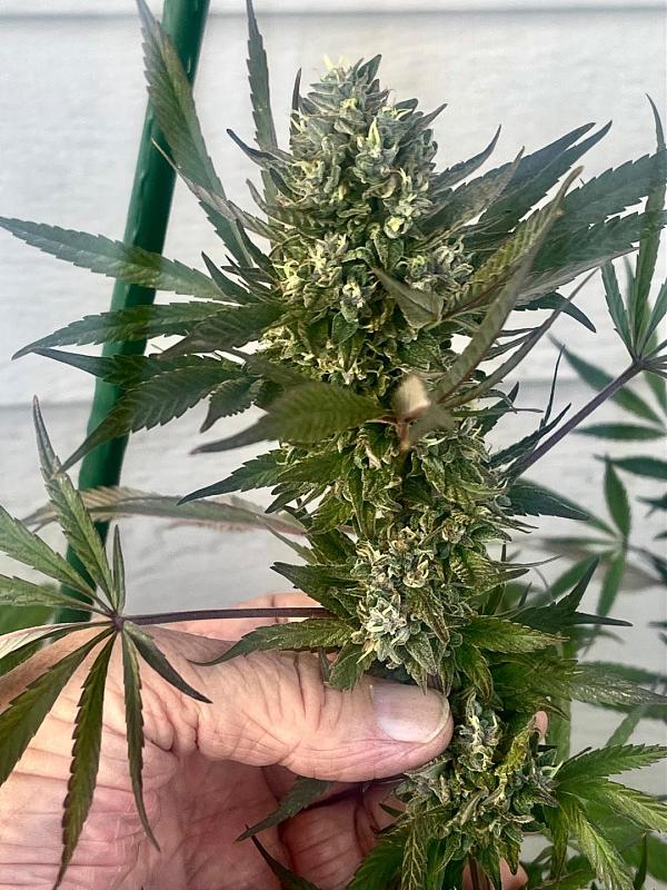 Click image for larger version

Name:	gsc bud.jpg
Views:	342
Size:	402.9 KB
ID:	604899