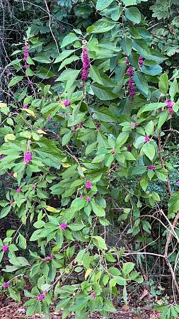 Click image for larger version

Name:	purple berries.jpg
Views:	423
Size:	1.06 MB
ID:	605610
