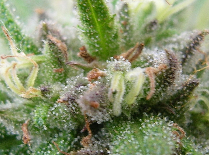 Click image for larger version

Name:	trichome2.jpg
Views:	206
Size:	192.5 KB
ID:	605929
