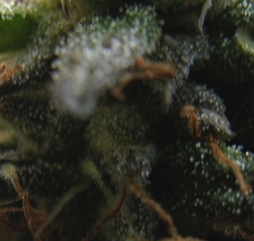 Click image for larger version

Name:	trichome3.jpg
Views:	171
Size:	160.2 KB
ID:	605930