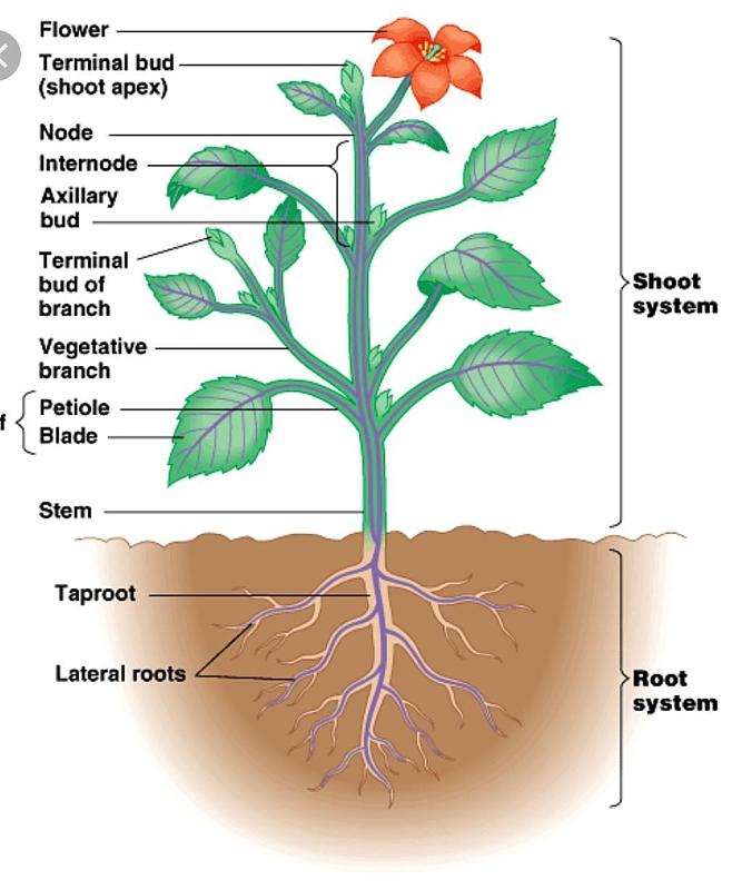 Click image for larger version

Name:	plant parts.jpg
Views:	197
Size:	171.1 KB
ID:	606136