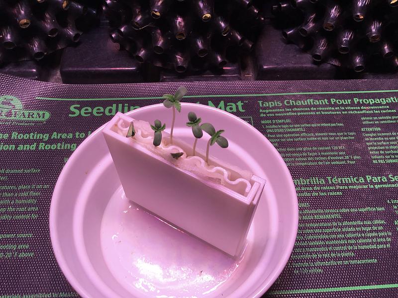 Click image for larger version

Name:	vert germ sprouts top.jpg
Views:	29
Size:	1.99 MB
ID:	645466