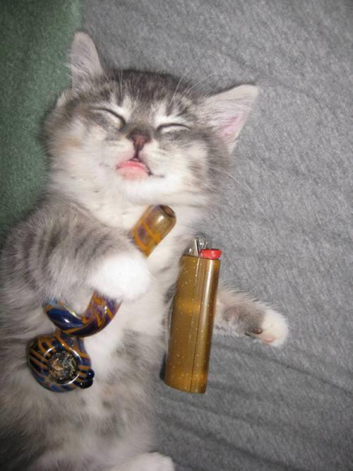 Click image for larger version

Name:	stoner cat.jpg
Views:	734
Size:	71.3 KB
ID:	343059