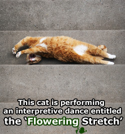 Click image for larger version

Name:	kitty-stretch-sm.jpg
Views:	980
Size:	32.9 KB
ID:	361114