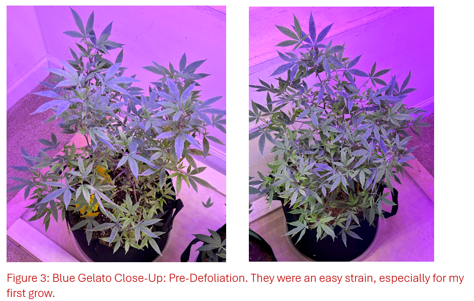 What type of trimming shears? - GrowWeedEasy.com Cannabis Growing Forum