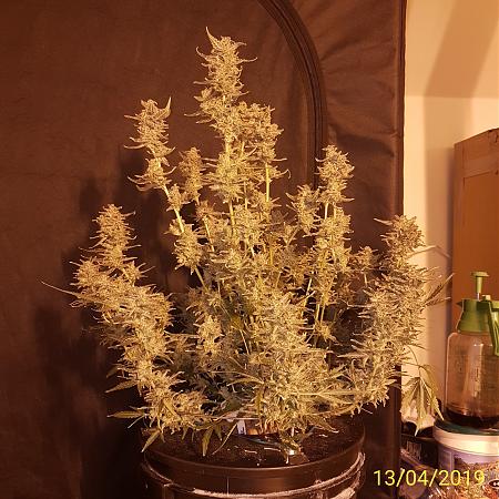 Click image for larger version

Name:	IMG_20190413_141914.jpg
Views:	372
Size:	1.21 MB
ID:	304727