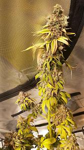 Click image for larger version

Name:	20231024_194313-sm.jpg
Views:	430
Size:	3.20 MB
ID:	607919