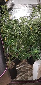 Click image for larger version

Name:	20190921_134423.jpg
Views:	475
Size:	2.38 MB
ID:	338774