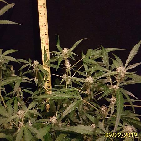 Click image for larger version

Name:	Thing 2.budlets.jpg
Views:	351
Size:	557.1 KB
ID:	290546