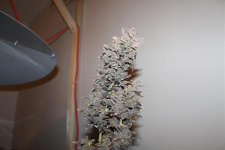 Click image for larger version

Name:	main.IMG_0017.JPG
Views:	457
Size:	509.1 KB
ID:	306147