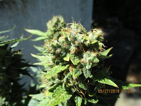 Click image for larger version

Name:	IMG_0257.JPG
Views:	352
Size:	3.65 MB
ID:	313058