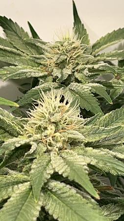 Click image for larger version

Name:	frosty joe.jpg
Views:	351
Size:	535.6 KB
ID:	608059