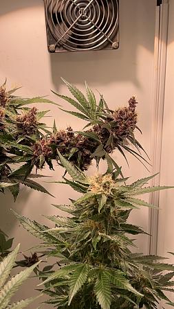 Click image for larger version

Name:	imp big bud.jpg
Views:	19
Size:	671.9 KB
ID:	647794
