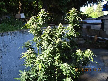 Click image for larger version

Name:	IMG_0224.JPG
Views:	275
Size:	4.73 MB
ID:	310833