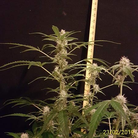 Click image for larger version

Name:	Thing 2.top colas.jpg
Views:	448
Size:	494.0 KB
ID:	294079
