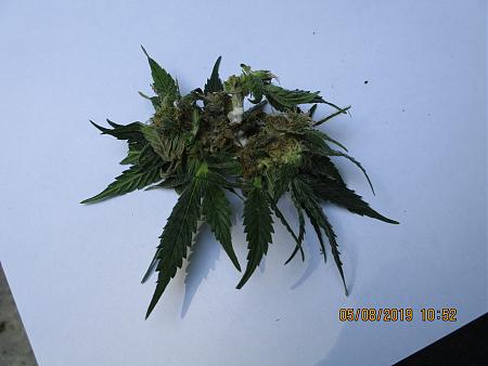 Click image for larger version

Name:	IMG_0206.JPG
Views:	336
Size:	3.52 MB
ID:	309689