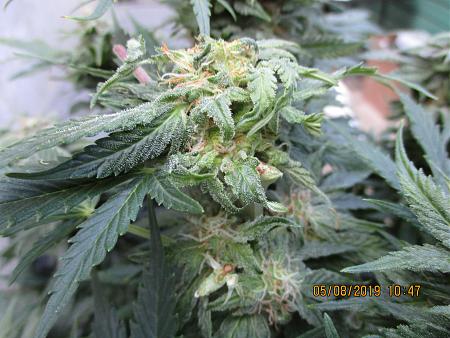 Click image for larger version

Name:	IMG_0204.JPG
Views:	327
Size:	4.16 MB
ID:	309690