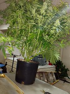 Click image for larger version

Name:	IMG_20190703_051833272-1382x1843.jpg
Views:	722
Size:	738.2 KB
ID:	319457