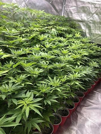 Click image for larger version

Name:	solo cup grow.jpg
Views:	447
Size:	268.7 KB
ID:	608782