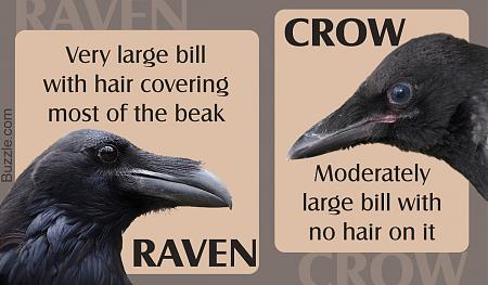 Click image for larger version  Name:	raven crow.jpg Views:	1 Size:	164.0 KB ID:	282900