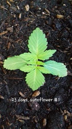 Click image for larger version

Name:	DAY23RB1.jpg
Views:	485
Size:	770.5 KB
ID:	81726