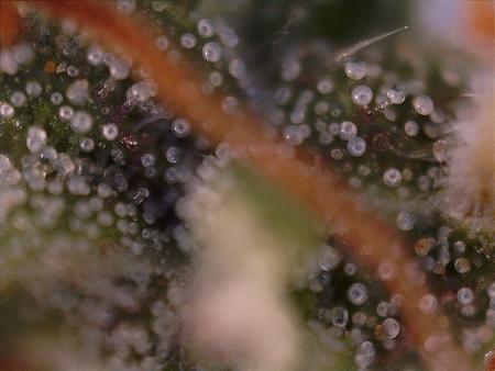 Click image for larger version

Name:	Green Crack 04-21-2020.jpg
Views:	284
Size:	576.7 KB
ID:	397456